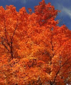 Alternative view of 20 Tartarian FLAME MAPLE TREE Red Acer Tartaricum Seeds