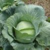500 FLAT DUTCH Late CABBAGE Brassica Oleracea Capitata Vegetable Seeds