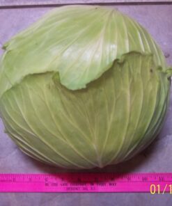 Alternative view of 500 FLAT DUTCH Late CABBAGE Brassica Oleracea Capitata Vegetable Seeds