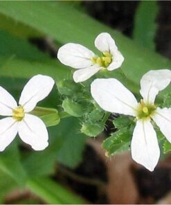 Alternative view of 2000 CRIMSON GIANT RADISH Raphanus Sativus Vegetable Seeds