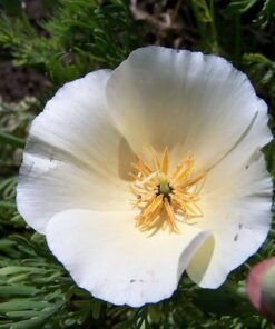 Alternative view of 1000 WHITE CALIFORNIA POPPY Eschscholzia Californica Flower Seeds