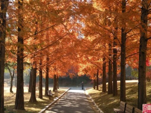 20 DAWN REDWOOD Tree Metasequoia Glyptostroboides Conifer Seeds Comb S/H