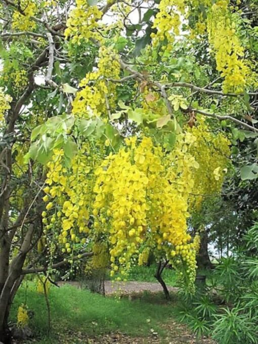 15 GOLDEN SHOWER TREE Gold Rush Yellow Cassia Fistula Flower Seeds Comb S/H