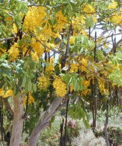 Alternative view of 15 GOLDEN SHOWER TREE Gold Rush Yellow Cassia Fistula Flower Seeds Comb S/H