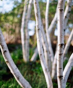 Alternative view of 50 SILVER WEEPING BIRCH Tree White European Betula Pendula Alba Seeds Comb S/H