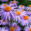 100 Purple NEW ENGLAND ASTER (Michaelmas Daisy) Aster Novae var Angliae Flower Seeds