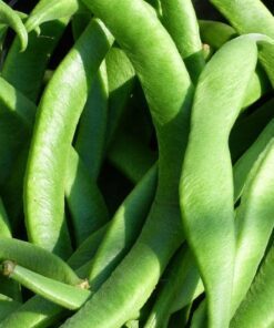 Alternative view of 50 ROMA Italian GREEN BEAN Phaseolus Vulgaris Vegetable Seeds