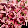 50 SHOWY (Greek) MILKWEED Asclepias Speciosa Flower Seeds