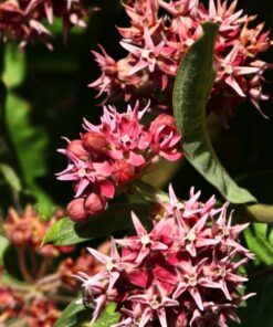 Alternative view of 50 SHOWY (Greek) MILKWEED Asclepias Speciosa Flower Seeds