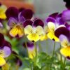 250 JOHNNY JUMP UP Helen Mount Violet Viola Tricolor Flower Seeds