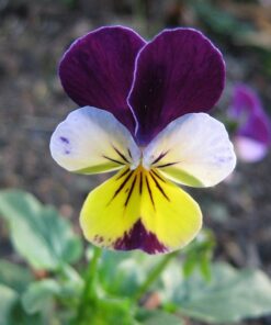 Alternative view of 250 JOHNNY JUMP UP Helen Mount Violet Viola Tricolor Flower Seeds