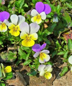 50 Light JOHNNY JUMP UP Viola Tricolor Violet Flower Seeds