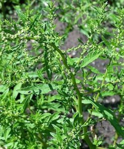 Alternative view of 300 EPAZOTE (Mexican Tea) Chenopodium Ambrosioides Dysphania Herb Flower Seeds