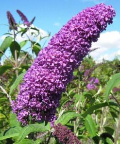 Alternative view of 50 VIOLET BUTTERFLY BUSH Buddleia Davidii Purple Flower Seeds Flat