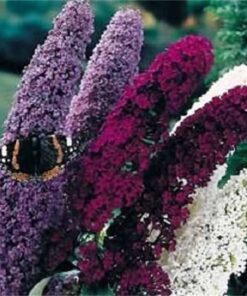 100 MIXED Colors BUTTERFLY BUSH Buddleia Davidii Flower Shrub Seeds