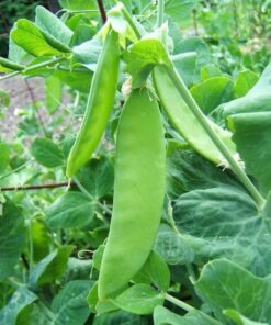 Alternative view of 50 Oregon SUGAR POD II Pea Pisum Sativum Macrocarpon Vegetable Seeds