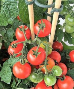 Alternative view of 500 BEEFSTEAK TOMATO Lycopersicon Lycopersicum Fruit Vegetable Seeds