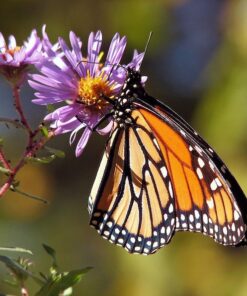 Alternative view of 100 Purple NEW ENGLAND ASTER (Michaelmas Daisy) Aster Novae var Angliae Flower Seeds