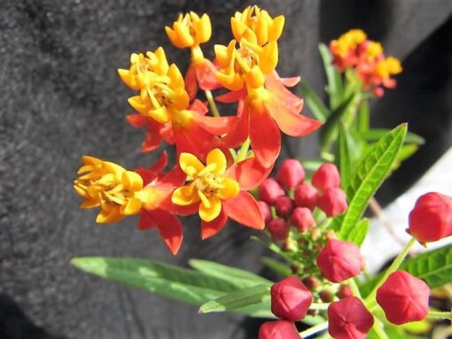 100 SUNSET MILKWEED Asclepias Curassavica Scarlet Blood Flower Seeds *Comb S/H