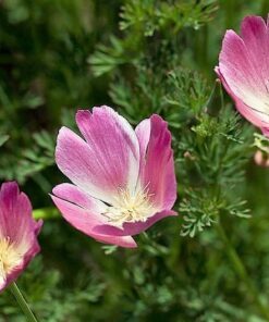 Alternative view of 100 PURPLE Gleam CALIFORNIA POPPY Eschscholzia Californica Flower Seeds