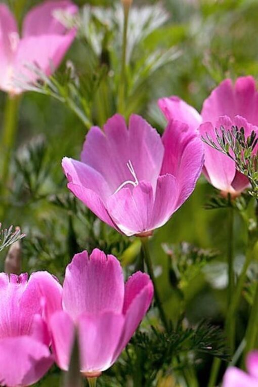 100 PURPLE Gleam CALIFORNIA POPPY Eschscholzia Californica Flower Seeds