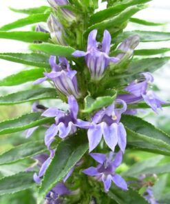 Alternative view of 500 GREAT BLUE LOBELIA Lobelia Siphilitica Flower Seeds