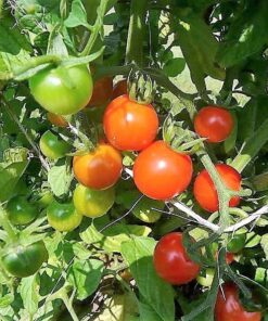 Alternative view of 300 LARGE Red CHERRY TOMATO Lycopersicon Lycopersicum Fruit Vegetable Seeds