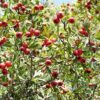 50 WASHINGTON HAWTHORN Mayflower Shrub Tree Edible Fruit & White Flowers Seeds