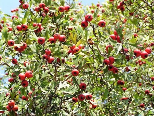 50 WASHINGTON HAWTHORN Mayflower Shrub Tree Edible Fruit & White Flowers Seeds