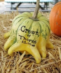 Alternative view of 25 TEN COMMANDMENTS GOURD Mix Crown of Thorns Mixed Colors Cucurbita Pepo Seeds