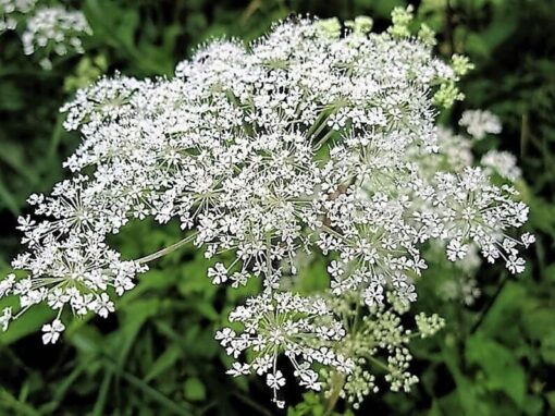 50 FEMALE GINSENG Dong Quai Chinese Angelica Sinensis Herb White Flower Seeds