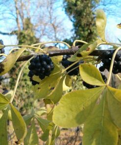 20 SIBERIAN GINSENG Eleutherococcus Senticosus Ci Wu Jia Herb Shrub Seeds