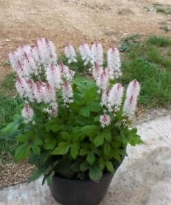 Alternative view of 20 SUGAR SCOOP FOAMFLOWER White Tiarella Trifoliata Laceflower Flower Seeds