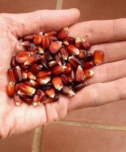 Alternative view of 35 BLOODY BUTCHER Red CORN Edible & Ornamental Heirloom Zea Mays Vegetable Seeds