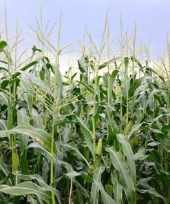 Alternative view of 50 Miniature CUTIE POPS POPCORN Corn Multicolored Mini Mix Zea Mays Seeds