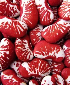 15 CHRISTMAS LIMA BEAN Calico Chestnut Phaseolus Lunatus Legume Vegetable Seeds