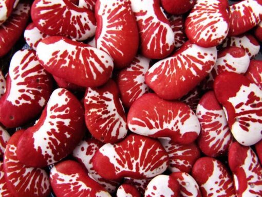 15 CHRISTMAS LIMA BEAN Calico Chestnut Phaseolus Lunatus Legume Vegetable Seeds