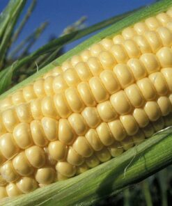 Alternative view of 100 IOCHIEF Yellow SWEET CORN Aas Winner Zea Mays Vegetable Seeds