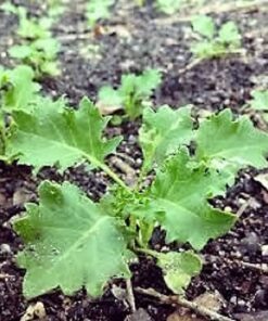 Alternative view of 1000 PREMIER KALE Early Hanover Brassica Oleracea Greens Vegetable Seeds *CombSH