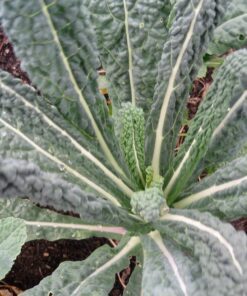 Alternative view of 1500 LACINATO KALE Dinosaur Tuscan Black Brassica Oleracea Vegetable Seeds