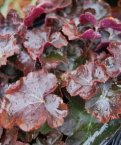 Alternative view of 50 Palace Purple HEUCHERA / CORAL BELLS Micrantha Flower Seeds