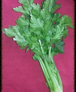 Alternative view of 2000 Cutting LEAF CELERY Apium Graveolens European Chinese Herb Seeds