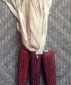 20 Mini 'BURNT ORANGE' CORN Miniature Dark Ornamental Zea Mays Vegetable Seeds