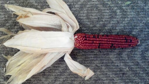 20 Medium 'BURNT ORANGE' CORN Dark Orange Ornamental Zea Mays Vegetable Seeds