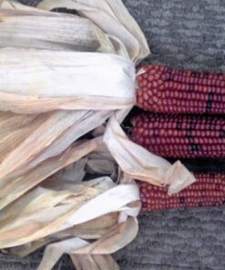 Alternative view of 20 Medium 'BURNT ORANGE' CORN Dark Orange Ornamental Zea Mays Vegetable Seeds