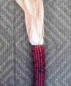 Alternative view of 20 Large 'BURNT ORANGE' CORN Dark Orange Ornamental Zea Mays Vegetable Seeds