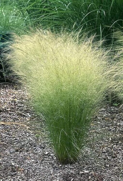 25 MEXICAN FEATHER GRASS Pony Tails Ornamental Stipa Tenuissima Seeds Wind Whisp