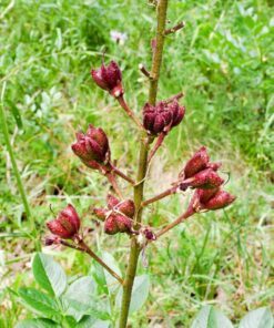 Alternative view of 10 RED GAS PLANT Fragrant Fire Plant Dictamnus Albus Ruber Flower Seeds