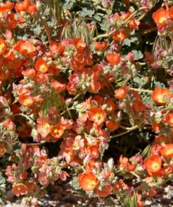 Alternative view of 20 Apricot DESERT GLOBEMALLOW Mallow Sphaeralcea Ambigua Flower Seeds
