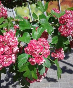 Alternative view of 20 ENGLISH HAWTHORN TREE Edible Fruit Flower Mayflower Crataegus Laevigata Seeds